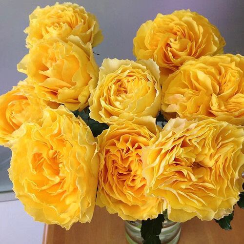 阳光笑容月季大苗直立大花耐热耐旱淋抗病微香花期长阳台玫瑰花苗