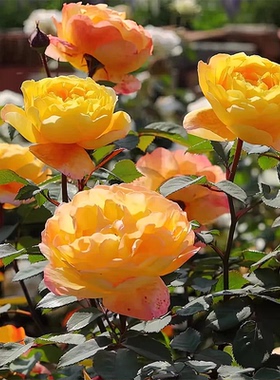 怀香月季 艾玛夫人月季芽变 灌木大花浓香 金黄色 别名艾玛先生