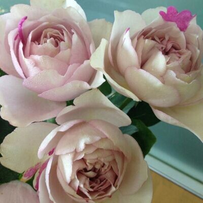 一百亩花田伊芙银色日
