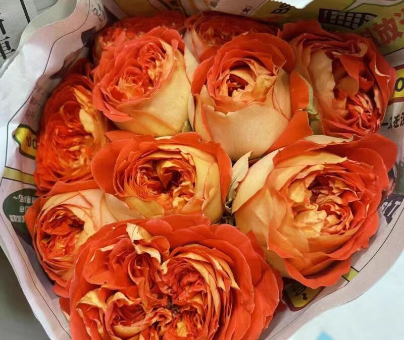 橙意重瓣灌木月季大花橙色淡香切花玫瑰勤花直立抗病阳台庭院花苗