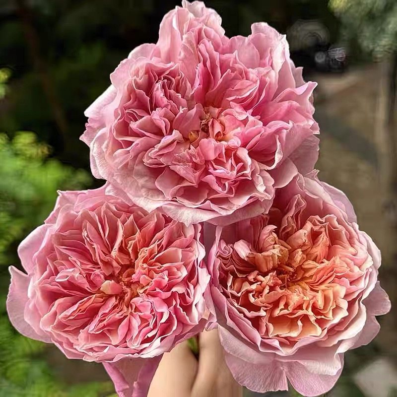 金盏花月季 矢岛成浩 藤本大花浓香 多花蔷薇爬藤植物庭院拱门,鲜花速递/花卉仿真/绿植园艺,月季/蔷薇/玫瑰,淘宝优惠券,粉丝福利购,淘宝优惠卷