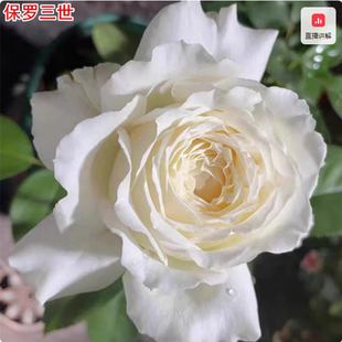 新品保罗三世月季灌木大花浓香保罗二世芽变庭院阳台盆栽多季开花