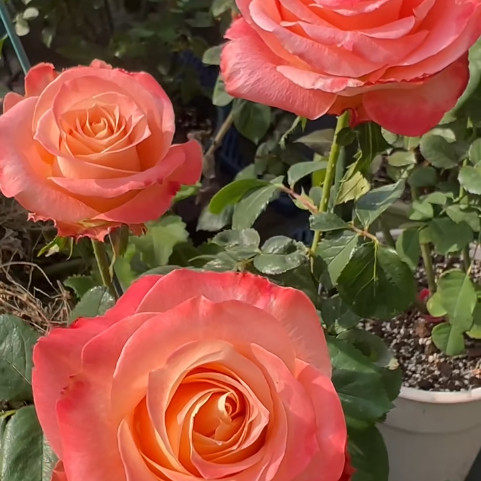 橙色塞尔维亚 进口玫瑰大花开花庭院阳台盆栽切花月季花苗,鲜花速递/花卉仿真/绿植园艺,月季/蔷薇/玫瑰,淘宝优惠券,粉丝福利购,淘宝优惠卷