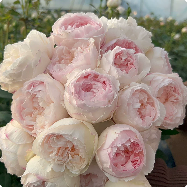 【一百亩花卉】可爱瓷 可可杯日本玫瑰 今井清作出 月季玫瑰花苗