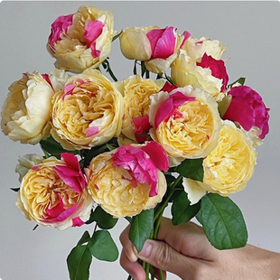 一百亩花田 风月日月新品切花月季友禅系列盆栽直立大花耐热耐开