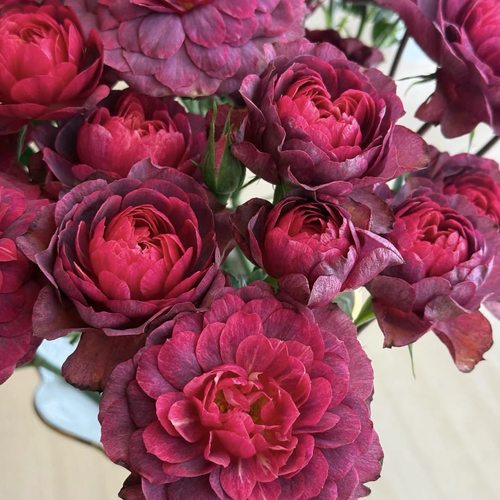 新品 墨玉/黑玉果汁 月季花苗 勤花灌木多头月季庭院阳台盆栽花卉