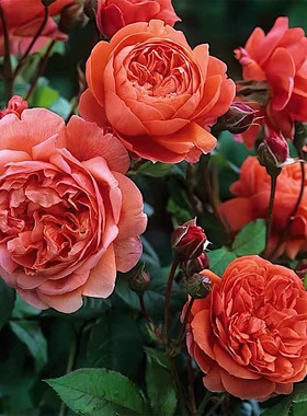 颂夏月季 奥斯汀 灌木大花浓香 橘红色 勤花 别名夏日之歌月季