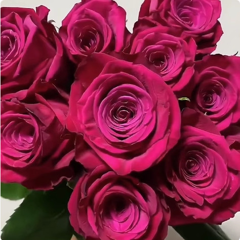 一百亩花田【皇后/玫瑰浆果】超新品玫红色大切花玫瑰月季花苗