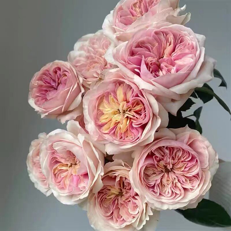 一百亩花田 春野心事 奥斯汀花型月季花苗大花灌木盆栽欧月花卉