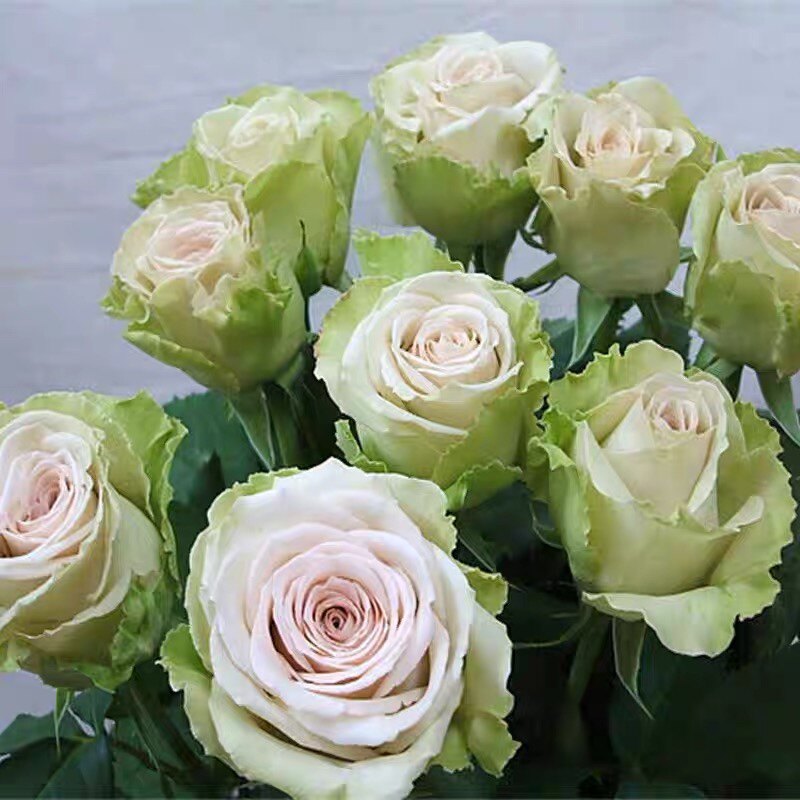 新品 甜点/沙漠玫瑰 月季花苗 日月大花灌木切花玫瑰庭院阳台盆栽
