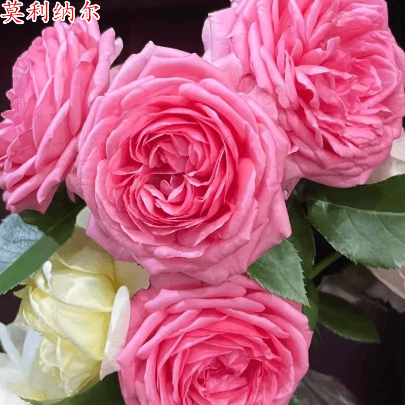 莫利纳尔玫瑰 法国戴尔巴德月季浓香大花抗病强阳台庭院绿植花苗