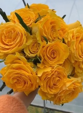 苏格兰黄油 阳台盆栽月季庭院地栽耐寒耐旱抗病勤花玫瑰分枝性好