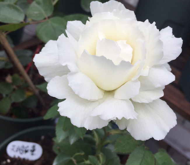 新天鹅古董/白雪香水 白色大花月季 灌木切花中苗 初开浓香
