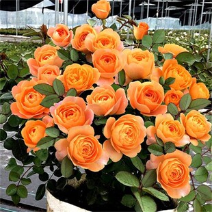 果汁阳台月季盆栽花苗特大花多季开花卉玫瑰带花苞阳台植物红果汁