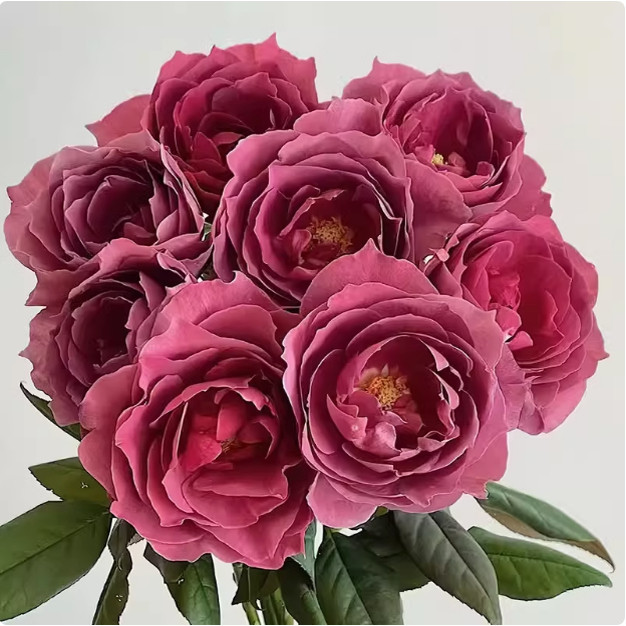 日本超新品 红茶 月季花苗盆栽阳台庭院月季花卉浓香
