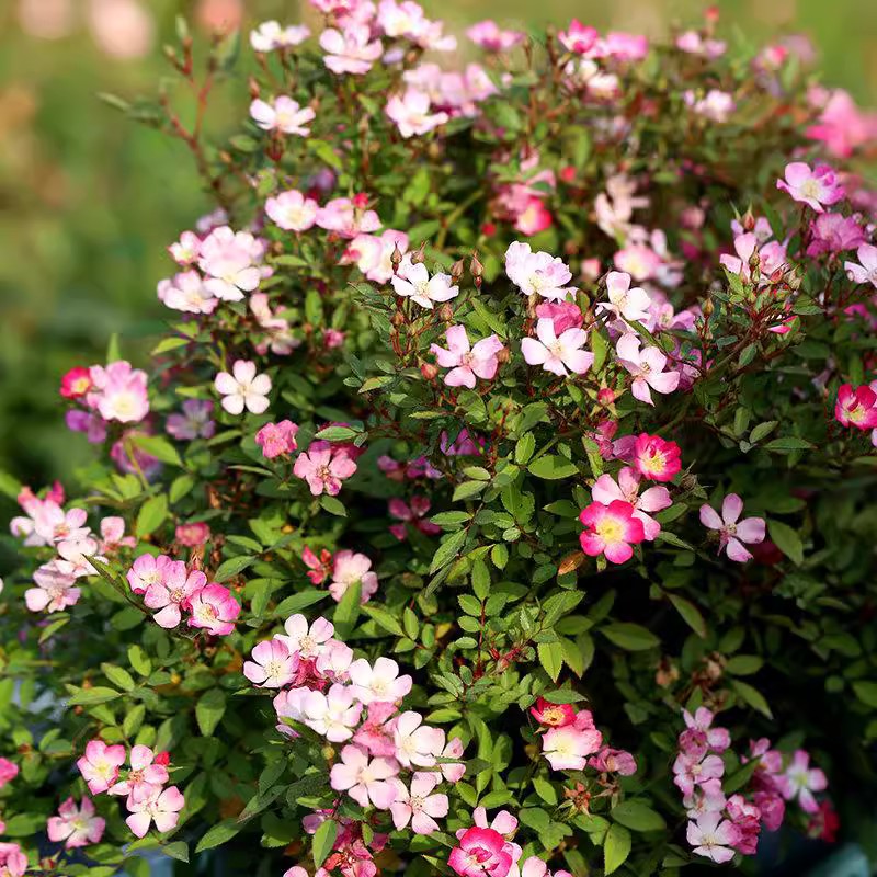 微月杏花雨季花苗微型灌