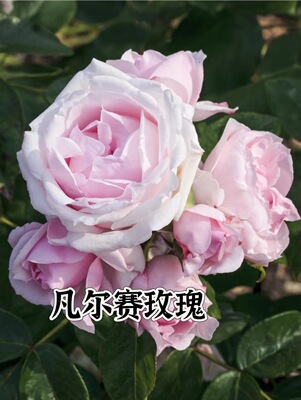 一百亩花田、凡尔赛玫瑰 Petit Trianon法国玫昂抗病大花灌木月季
