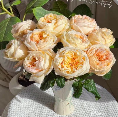 一百亩花田奶油印象Cream x pression厄瓜多尔月季花苗超新品盆栽