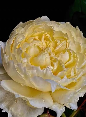 黎明前的梦月季 国月 灌木大花 黄色 直立 勤花 抗病 多季开花