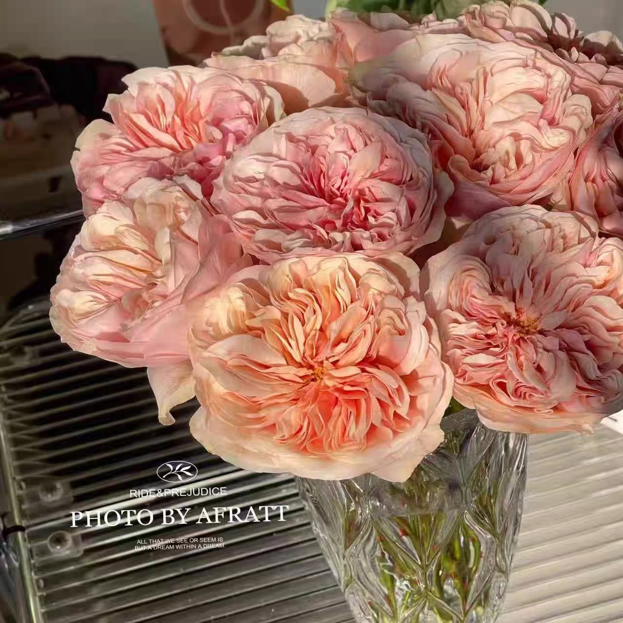 一百亩花田、顶端Tip Top 奥斯汀切花玫瑰花苗盆栽阳台花卉植物