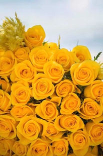 一百亩花卉契机 进口玫瑰大花多季开花庭院阳台盆栽切花月季花苗