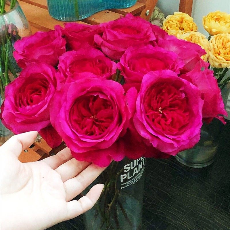 【一宅一百亩花卉】能力 超新品奥斯汀玫瑰花苗盆栽月季切花花卉