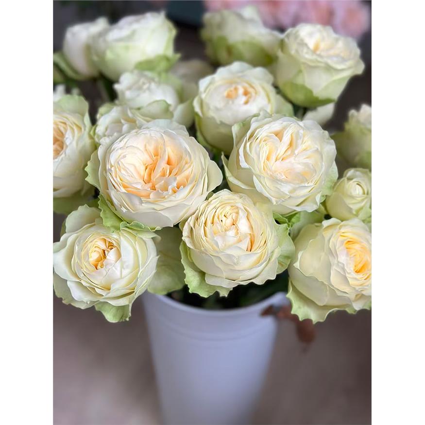 白色阴影月季WansRose