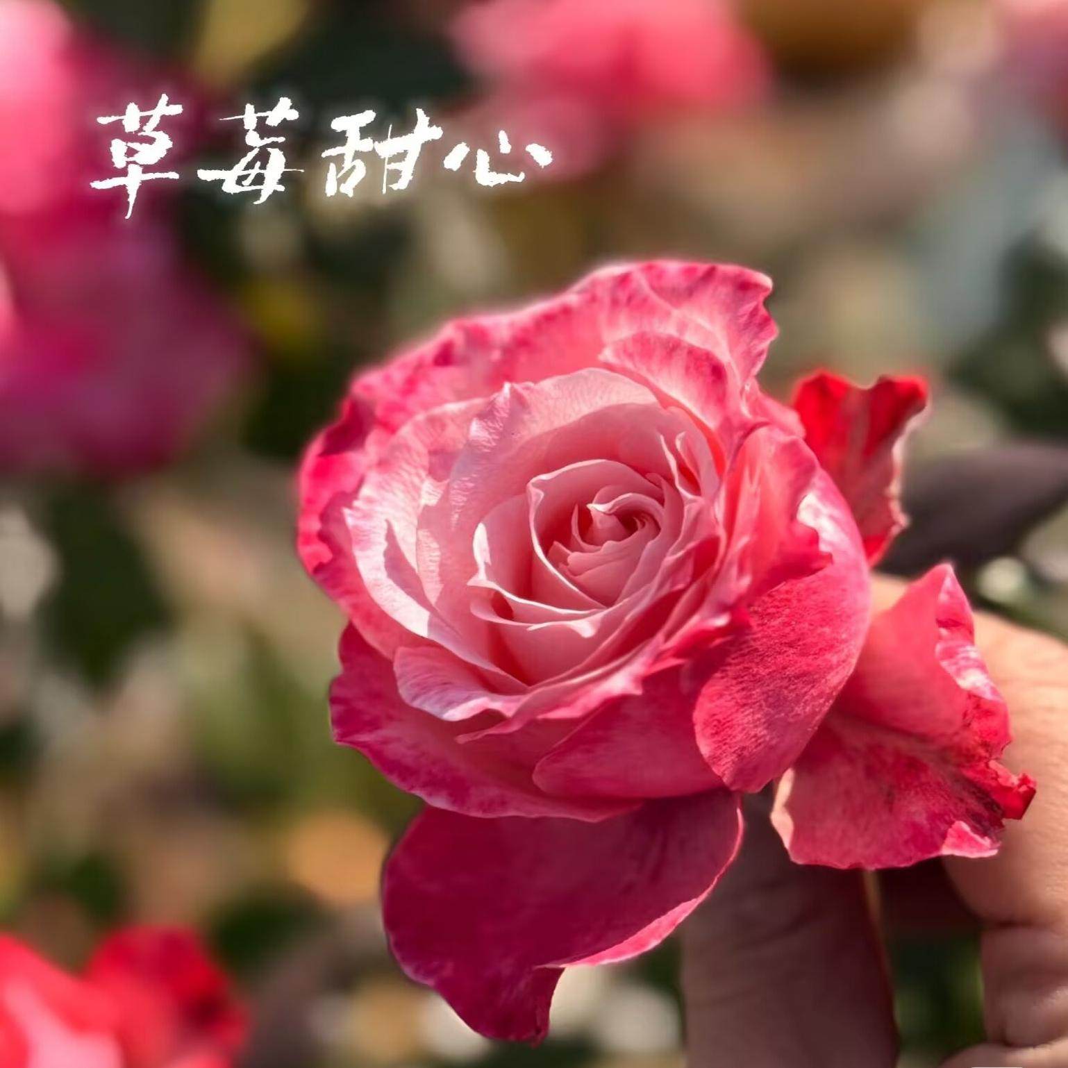 超新品 草莓甜心 切花玫瑰月季花苗耐热耐晒庭院阳台盆栽多季开花