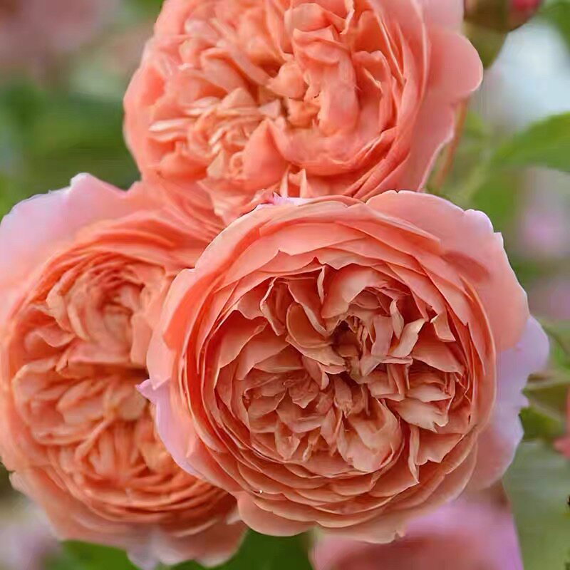 丝绸之路月季 木村卓功 灌木大花浓香 橙色 直立勤花 长势快 抗病,鲜花速递/花卉仿真/绿植园艺,月季/蔷薇/玫瑰,淘宝优惠券,粉丝福利购,淘宝优惠卷