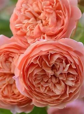 丝绸之路月季 木村卓功 灌木大花浓香 橙色 直立勤花 长势快 抗病