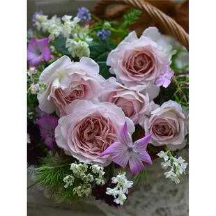 塔夫绸月季 河本玫瑰园 灌木中花中香 米粉色 少刺 抗病 盆栽多季