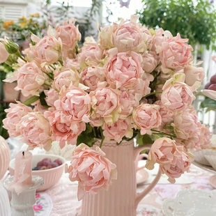 新品 海葵宝宝苏芬 月季花苗 多头灌木勤花波浪花边阳台庭院盆栽