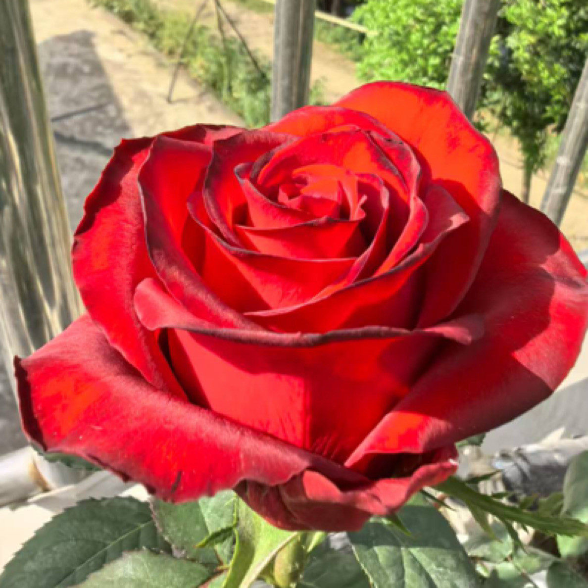 一百亩花田 蒙特卡罗大花月季阳台庭院花园玫瑰花苗