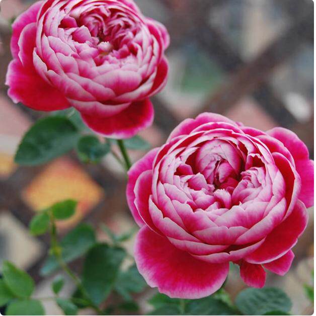日本玛丽多季开花玫瑰花苗室内外阳台花园浓香月季花卉绿植盆栽苗