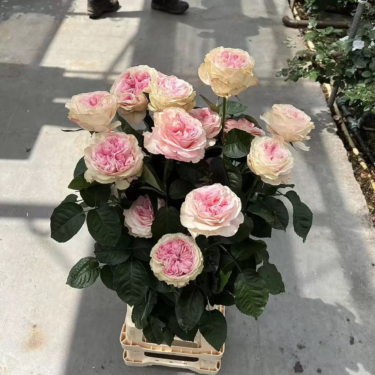一百亩花田 绯闻少女 Gossip Girl 进口切花玫瑰月季花苗阳台盆栽