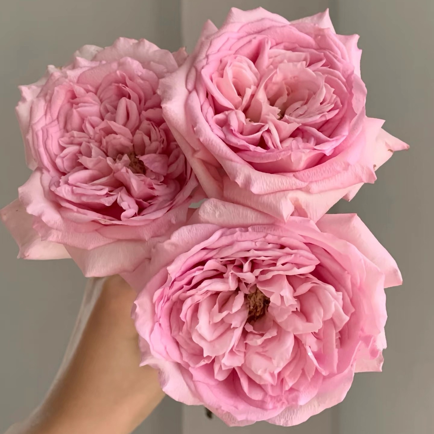 新品【粉海伦】月季大花