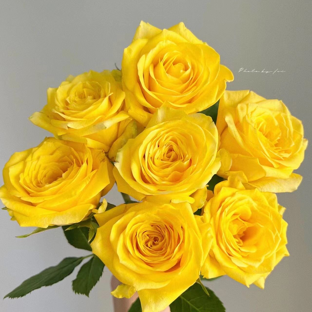 月光漫步 切花耐热月季玫瑰绿植花卉盆栽阳台地栽花苗庭院多季