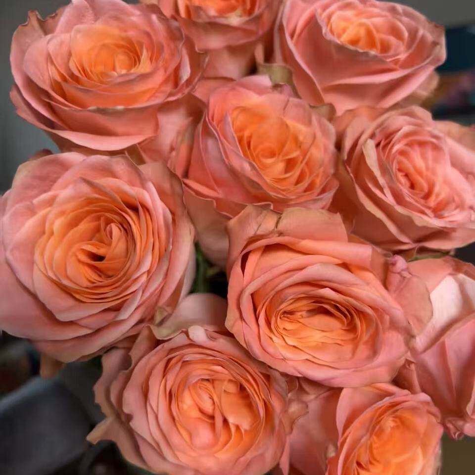 一百亩花田心火西露丝新