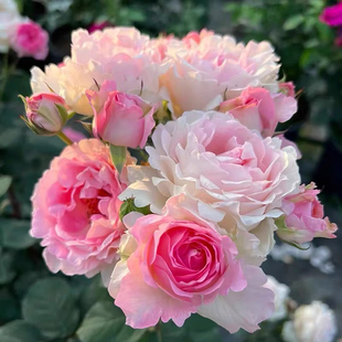 花苗 月季 大花灌木多头勤花浓香品阳台庭院盆栽 曼倩 国月