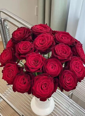 【一百亩花田】薛宝钗 红色丝绒 大花切花庭院玫瑰  直立月季花苗