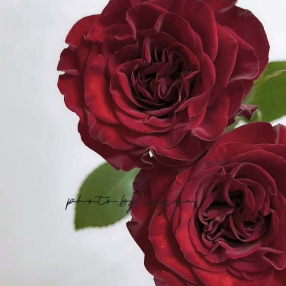 心跳红梅拉月季厄瓜多尔进口切花月季灌木大花庭院阳台盆栽