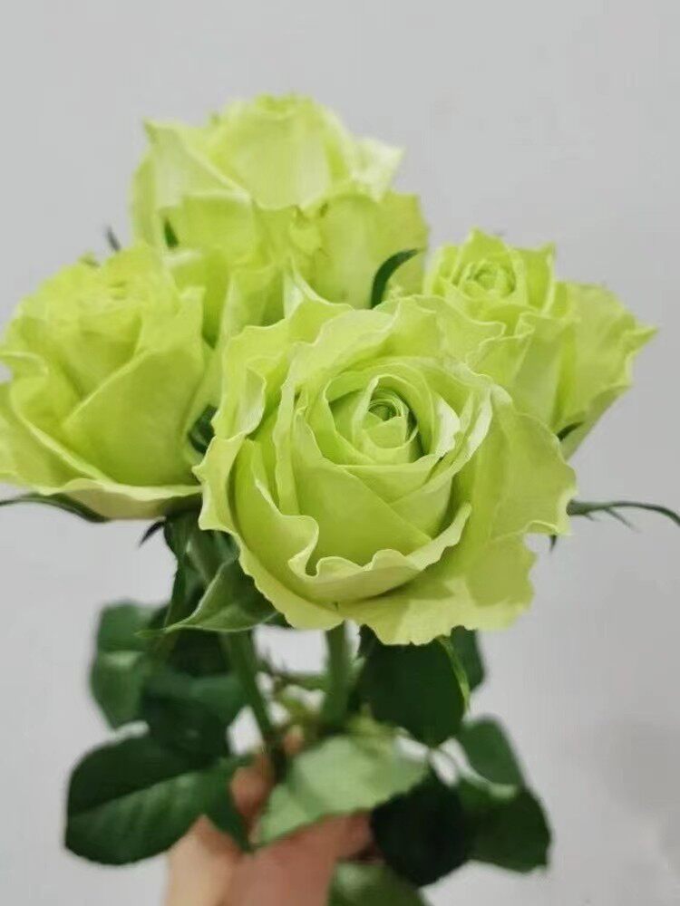 绿星大花月季花苗绿色玫瑰多季开花庭院阳台浓香花卉盆栽好养植物