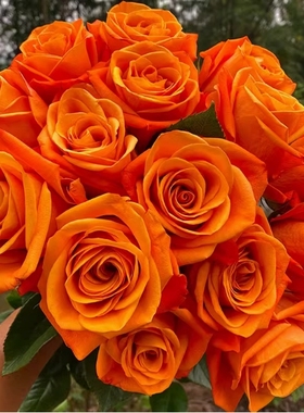 关系月季 Interplant 灌木大花 橙色 直立 勤花 抗病 多季开花