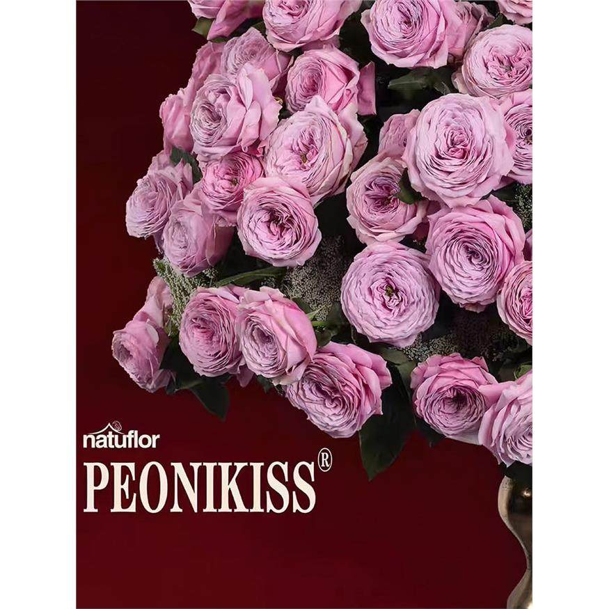 牡丹吻月季 厄瓜多尔 灌木大花 粉紫色切花玫瑰 别名芍药吻月季