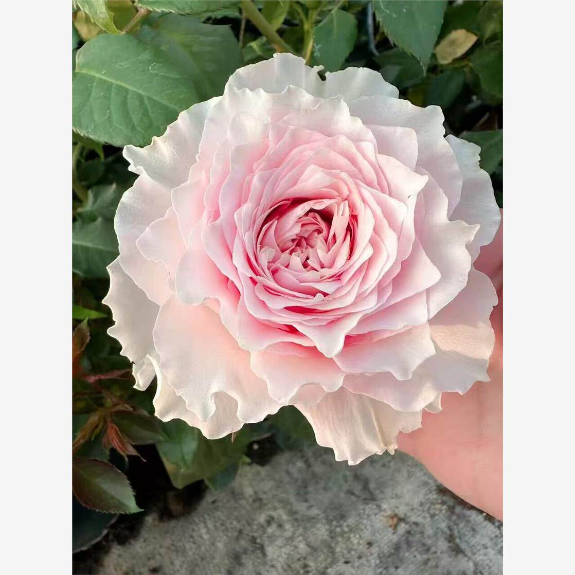 一百亩花田乡村牡丹Country Peonia德国月季灌木盆栽花苗大花植物