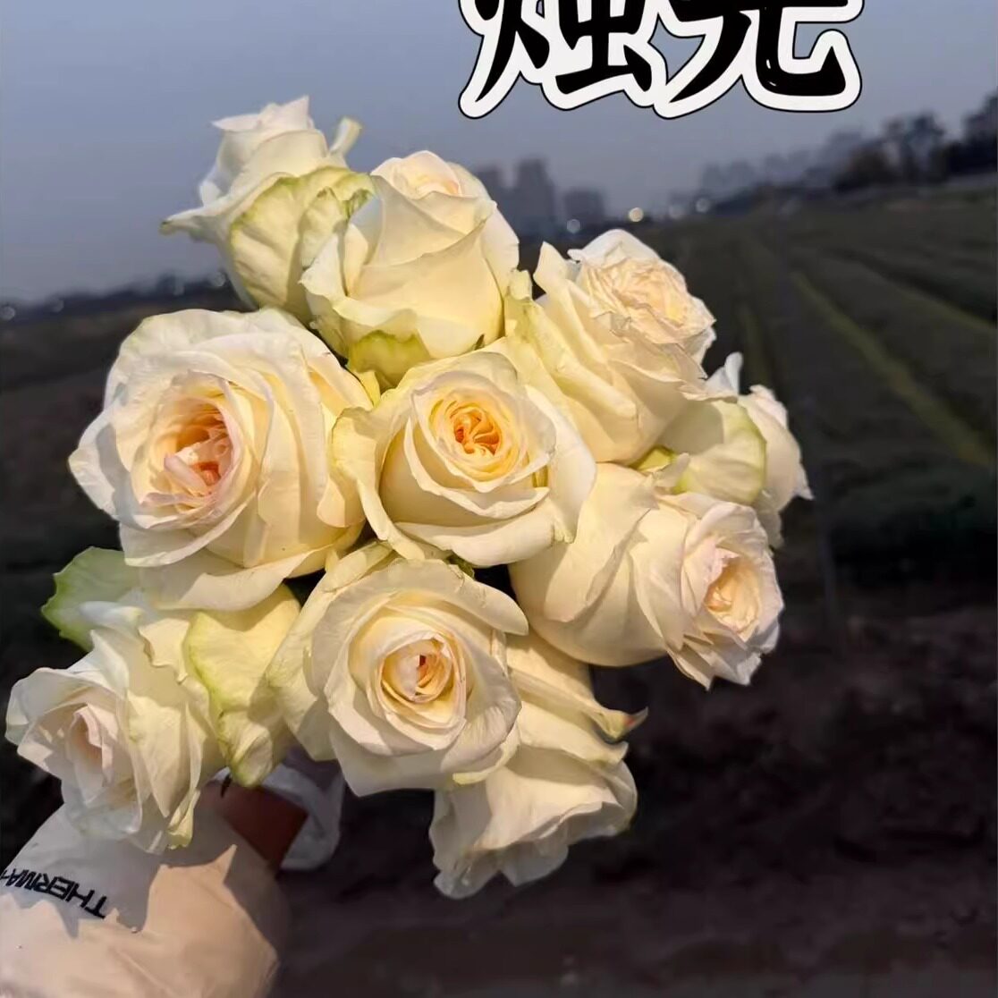 新品 烛光 月季花苗 大花灌木直立勤花重瓣切花玫瑰庭院阳台盆栽