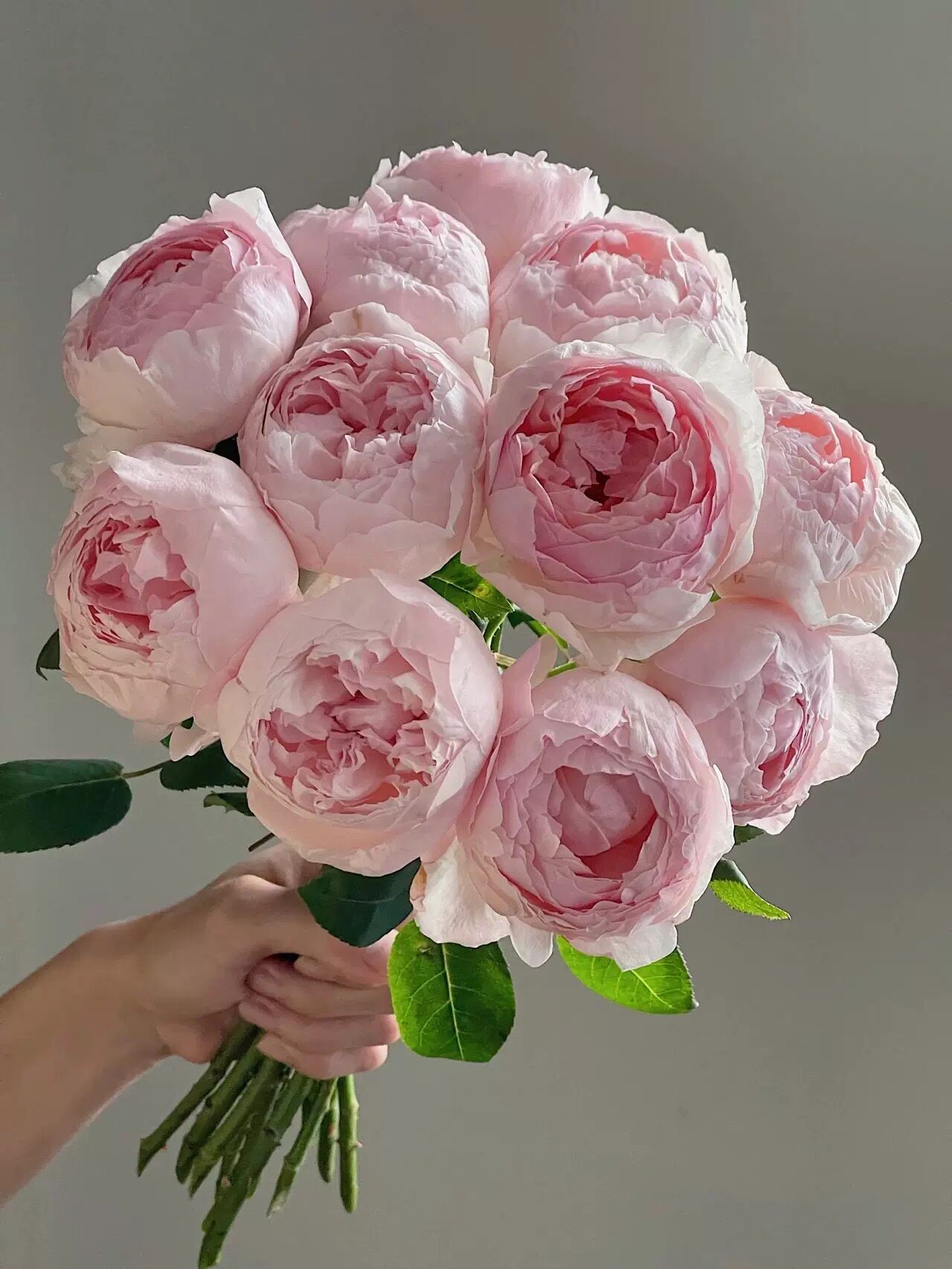 一百米花田芍药粉 peony pink 网红嫩粉色强香玫瑰花苗多季节开花