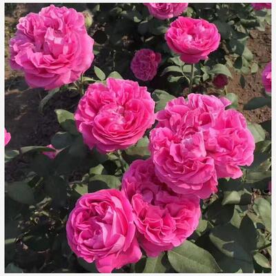 牡丹月季 重瓣浓香大花爬藤月季花苗 庭院阳台盆栽花卉