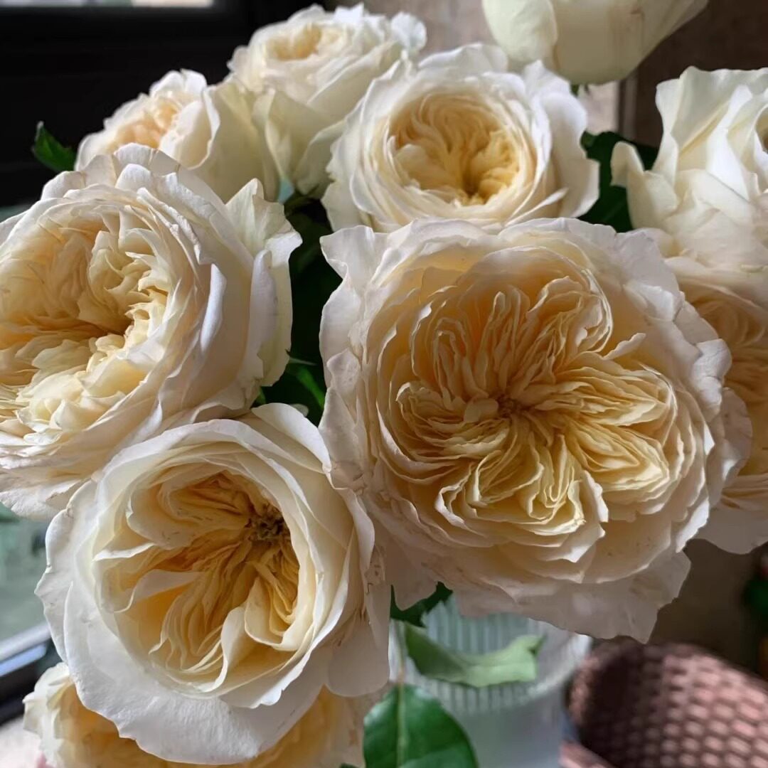 新品皇家园林月季花苗