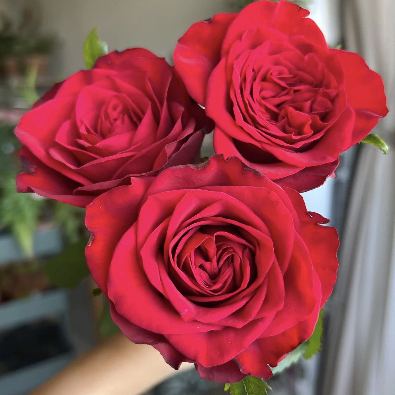 深层秘密/深层机密 切花月季花苗阳台庭院盆栽 灌木 勤花大花